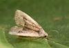 Schrankia taenialis